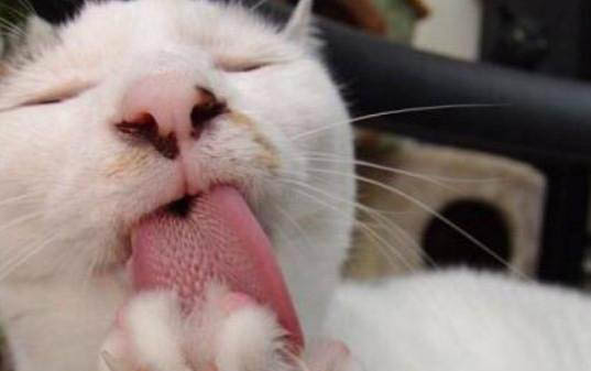 如何挑选猫咪