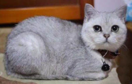 银渐层母猫会发腮吗
