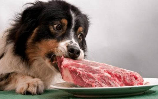 狗狗益生菌吃多了会怎么样