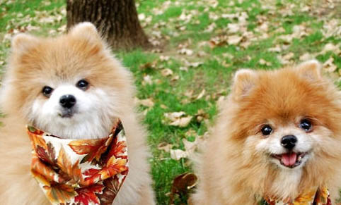 怎么防止狗狗得细小和犬瘟