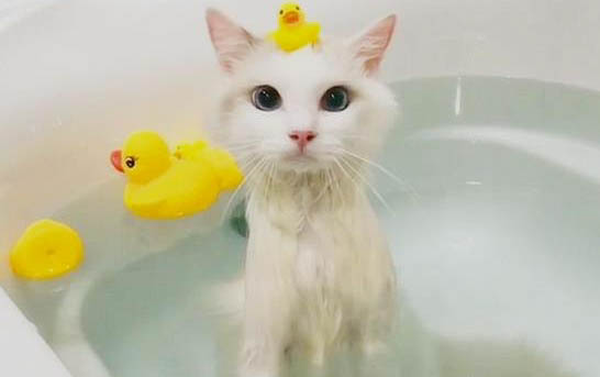 小猫长跳蚤怎么办
