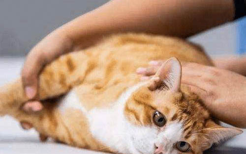 猫咪怀孕的注意事项