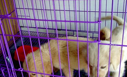 夏天狗狗为什么抽泣了一下呢