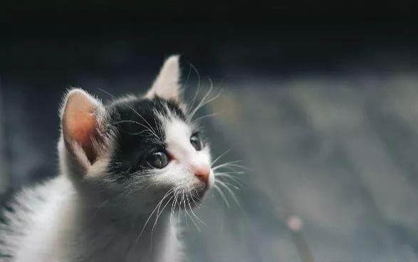 适合女猫咪的名字大全