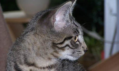 养猫家庭必备小神器