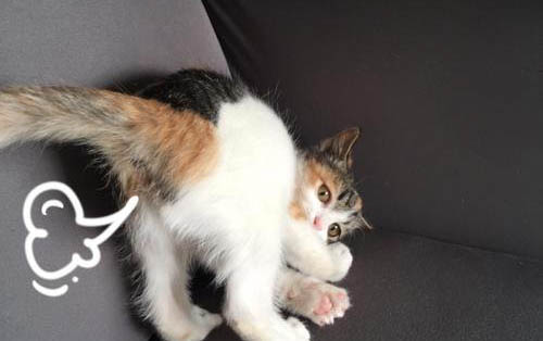 小猫爱放屁还很臭怎么办?