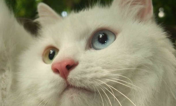 猫咪为什么会突然吐?