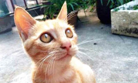 给猫的名字大全