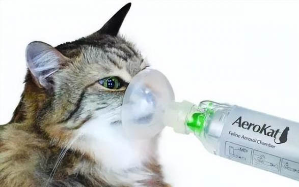 猫能吃人的消炎药有哪些？