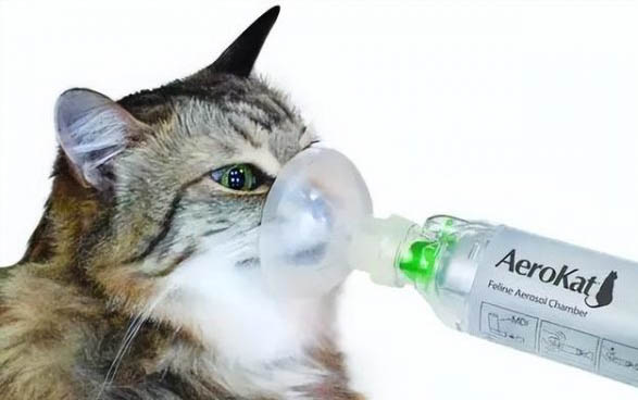 猫吐黄水不吃饭不大便是什么原因