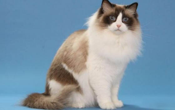 猫总是呕吐怎么办啊
