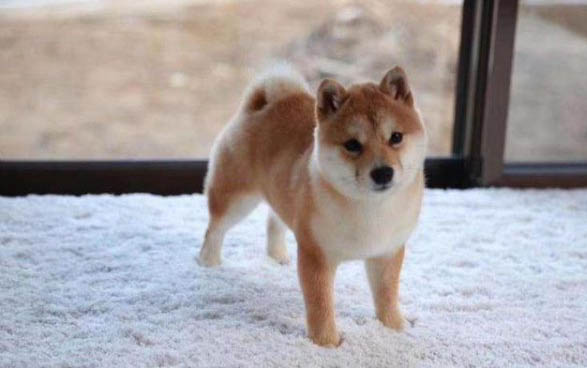 狗狗撕扯狗窝的原因及处理方法