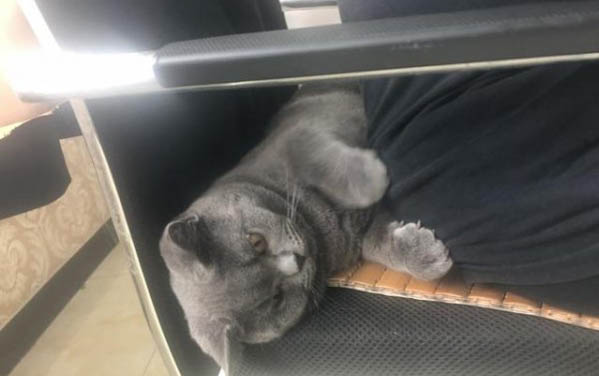 小猫有耳螨的怎么办