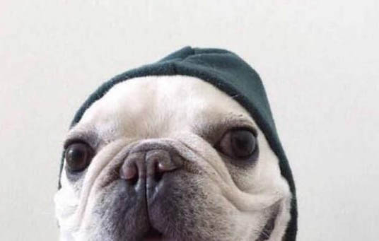 法国斗牛犬的伤口怎么处理