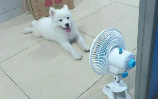 狗狗长大为什么会怕冷