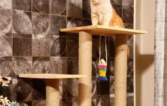 猫咪耳朵里有黑色的东西是怎么回事