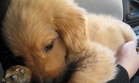 金毛犬可以吃米饭吗