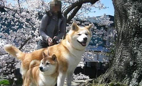 柴犬和秋田犬会掉毛吗