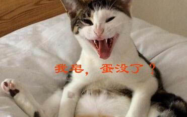 狗狗夏天太热了怎么办