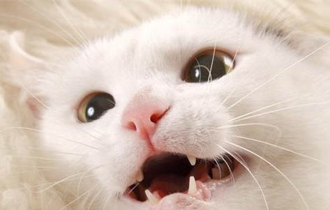 杀虫剂对猫咪有影响吗