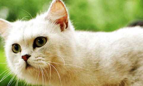 猫咪身上长红点
