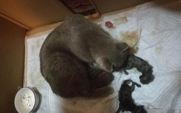 小猫怕水是为什么呢