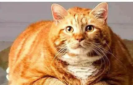 宠物店橘猫多少钱一只