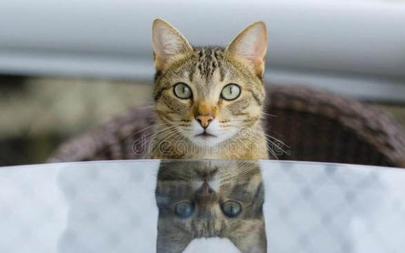 猫咪的产后护理