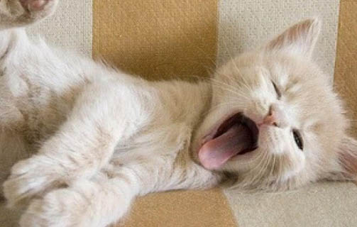 养猫会带来什么运气?