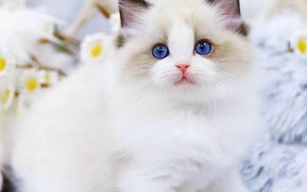猫真菌感染药浴