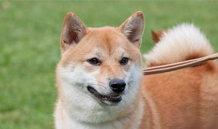 鄂州哪里有柴犬卖