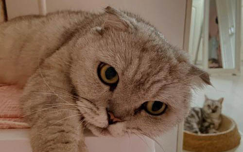 猫脊椎神经受损可能会恢复吗