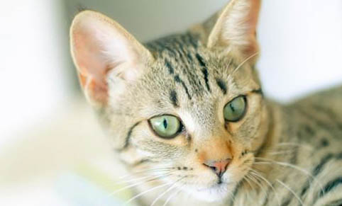 猫瘟一般多久会传染给另一只猫?