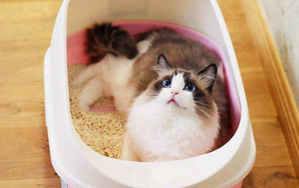 猫能吃绿萝叶吗