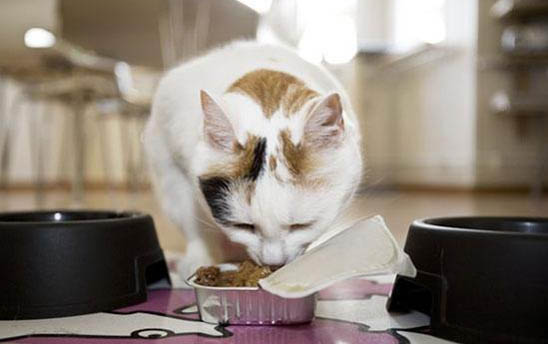 怎样让猫咪在猫砂盆里大小便