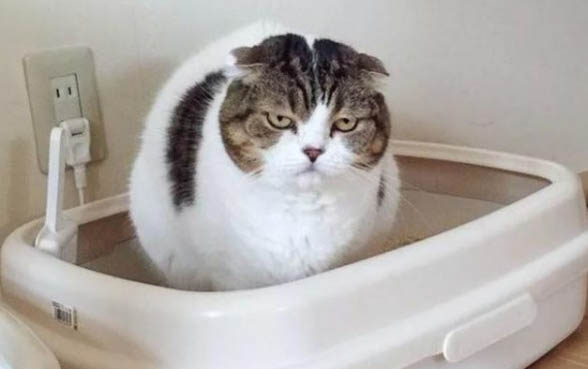 怎么确认猫咪是得耳螨还是耳垢