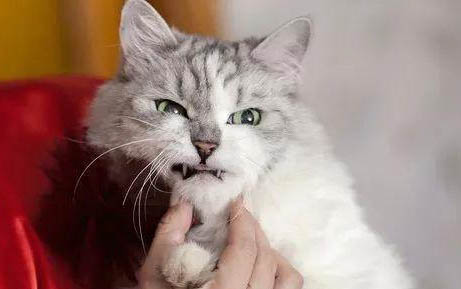 猫咪脚上长了个凸起的小肉球怎么办