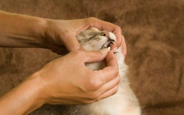 小猫得猫癣要多久才会好