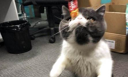 异国短毛猫尿结石的原因及处理方法