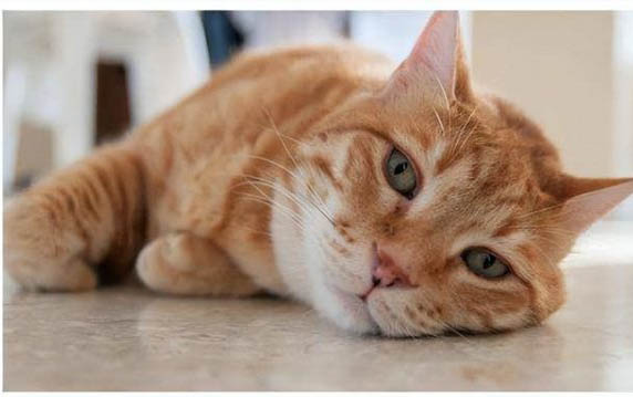猫咪为什么会在地上打滚?