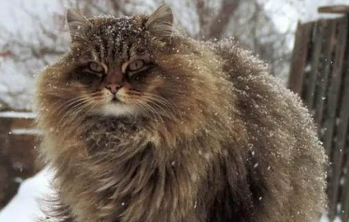 猫可以喝自来水吗?