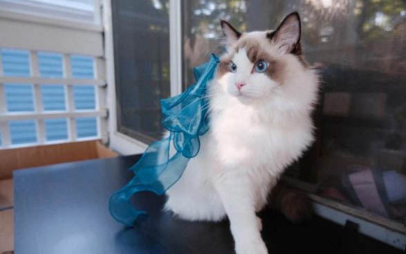 猫咪可以吃蛋清吗?