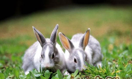 兔子的舌头有什么作用？