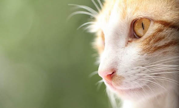 猫瘟会传染给猫吗？