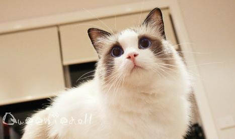 猫咪口吐白沫!