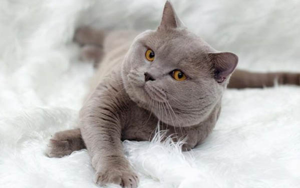 猫耳朵里有黑色的东西