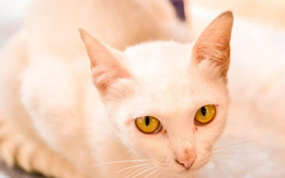 猫跟狗能繁育下一代吗
