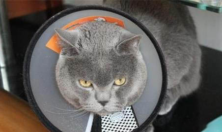 如何阻止公猫半夜嚎叫