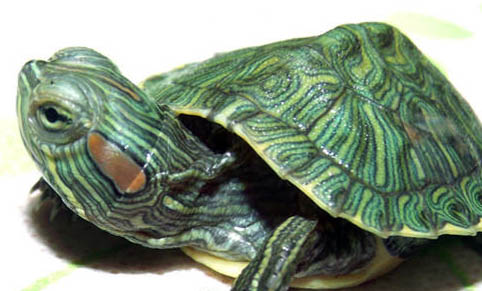 巴西龟睡觉时是什么样的