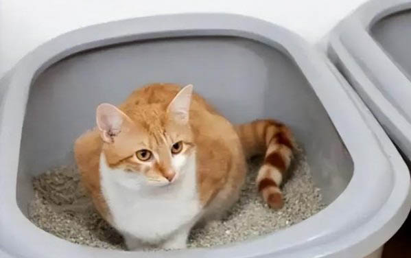 两个月的小猫身上臭能洗澡吗
